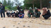 Satgas Pamtas Yonif Mekanis 643/Wns Lakukan Kegiatan Pelepasan Tukik dan Bersih Pantai Di Perbatasan