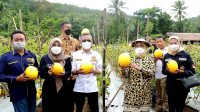Karang Taruna Bersama Bupati Serang Lakukan Panen Raya Melon Golden