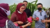 Dirasa Manis Buah Naga Asal Indramayu,Bupati Nina : Tidak Kalah Dari Daerah Lain