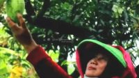 Kecamatan Sliyeg Miliki Destinasi Agrowisata Mangga Di Desa Sliyeg Lor