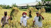 Camat Endang Lakukan Panen Perdana Padi Organik Di Desa Tugu