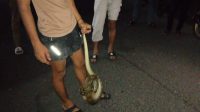 Ular Berukuran Panjang 3 Meter Buat Heboh Warga Jln. KH. Haiyung, Benteng