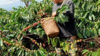 Perihatin Dengan Harga Kopi Saat Ini, Ketua Tanggamus Peduli Dedi Suparman Berharap Ada Penyesuaian