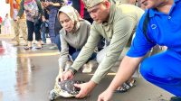 Puluhan Penyu (Tukik) Dilepasliarkan Ke Habitatnya Di Pantai Sunset Pangandaran