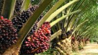 Asosiasi Petani Kelapa Sawit Indonesia Lampung Merasa Keberatan Atas Kebijakan Pemerintah Pusat
