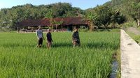 Maung Bergerak Benahi Lahan-lahan Kritis, Agar Berproduksi Optimal
