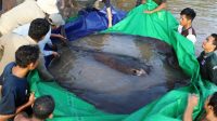 Mancing di Sungai Mekong, Nelayan Kamboja Dapat Ikan Terbesar di Dunia Seberat 300 Kilogram
