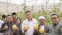Melon Komoditi Pesawaran Berkontribusi kepada Ketersediaan Buah Tropis di Provinsi Lampung