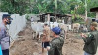 Polres Pesawaran Laksanakan Vaksinasi Hewan Ternak Rangka Pencegahan Penyebaran Penyakit Mulut dan Kuku (PMK)