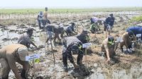 Hari Mangrove Sedunia,TNI AL Wilayah Cirebon Inisiasi Tanam Mangrove