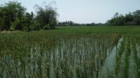 Pulahan Hektar Sawah di 2 Desa Kecamatan Kedokanbunder Gagal Panen