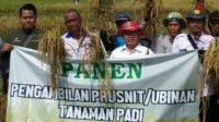 Masdi R dan UPTD Pertanian Bongas Lakukan Panen Padi Metode Prusnit
