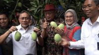 Zulkifli Hasan-Nina Agustina Petik Mangga di Desa Mangunjaya
