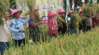 Desa Karanglayung Sukra Selenggarakan Panen Raya Perdana