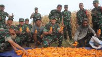 Letkol Tri Arto : Panen Jagung Di Wilayah Koramil 410-01/Panjang, Hasilnya Bagus Dan Maksimal