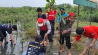 Patriot Desa Indramayu,BEM Vokasi UI dan Asda Jajang Tanam Mangrove