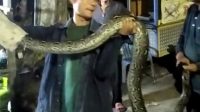 Ular Pyton Berukuran Tiga Meter Jatuh Dari Pohon di Jalan Imam Bonjol Balam