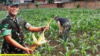 Targetkan Hasil Panen Maksimal, Babinsa Lakukan Perawatan Tanaman Jagung
