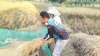 Panen Raya Desa Mekargading,Kuwu Opang Ikut Gebot