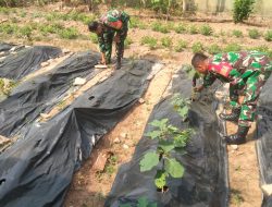 Manfaatkan Lahan Kosong, Anggota Koramil 421-09/TJB Wujudkan Program Ketahanan Pangan