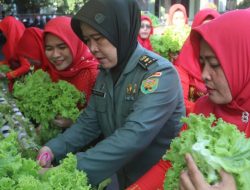 Lahan Seadanya,Persit Kodim 0410/KBL Panen Sayur Hidroponik