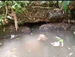 Mata Air Tak Pernah Surut Saat Kemarau Dimanfaatkan Petani Pamarincan