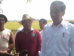 Presiden Jokowi Tinjau Panen Raya Desa Karanglayung Indramayu