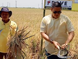 Reses Dave Akbarshah Fikarno Tinjau Panen Raya di Widasari