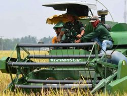 Bareng Bupati Lamteng,Danrem 043/Gatam Ikut Petani Panen Raya