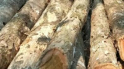 Diduga Ilegal,polisi Amankan 7 Penebang kayu jati