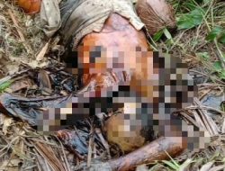 Hilang Selama Seminggu,Nenek 80 Tahun Ditemukan Membusuk