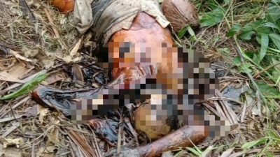 Hilang Selama Seminggu,Nenek 80 Tahun Ditemukan Membusuk