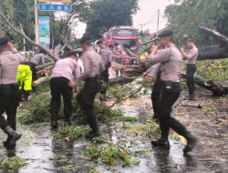 Hindari Kemacetan,Polres Indramayu Sigap Evakuasi Pohon Tumbang