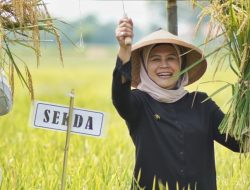 Ribuan Hektar Sawah di Indramayu Jadi Pilot Project Pertanian Organik