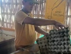 Prospek Ternak Jangkrik di Indramayu Dongkrak Pertumbuhan Ekonomi