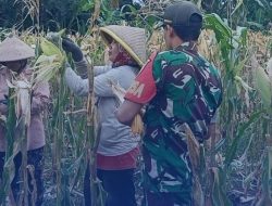 Wujudkan Ketahanan Pangan Nasional,Babinsa 0825-12 Rogojampi Bantu Panen Jagung Petani