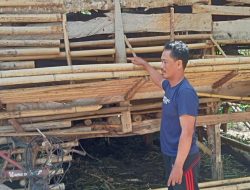 Sugito Keluhkan Titipan 45 Kambing dari Kepala Desa Way Wakak Lampung Utara
