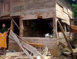 15 Rumah Warga di Wilayah Lampung Rusak Diserang Kawanan Gajah Liar