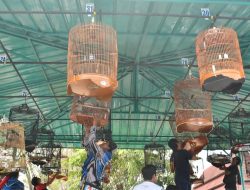 Kontes Burung Ramaikan HUT PT KPI RU VI Balongan ke-7