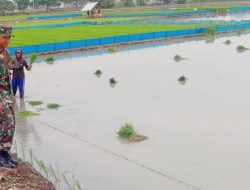 Babinsa Koramil 1604/Jatibarang Monitoring Pendampingan Pertanian Lahan Sawah