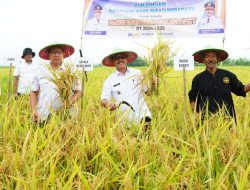 Wabup Indramayu Lakukan Panen Raya Padi Perdana di Wilayah Kroya