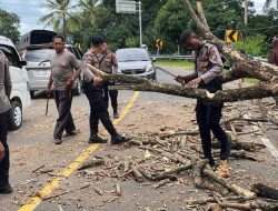 Pohon Tumbang,Kapolres Sinjai Sigap Respon Laporan Masyarakat