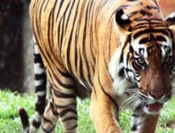 Kendarai Sepeda Motor,Petani di Lampung Diterkam Harimau