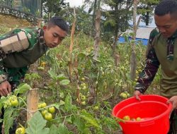 Satgas Yonif 521/DY Manfaatkan Lahan Kosong di Sekitar Pos