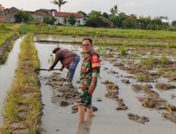 Perkuat Ketahanan Pangan, Babinsa 410-04/TKT Dampingi Petani Garap Sawah
