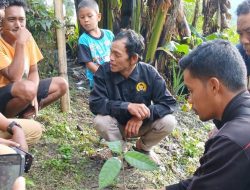 Kelompok Tani Syariah Desa Gantarang Sinjai Lakukan Sambung Pucuk Kakao