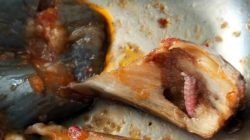 Ulat Ditemukan dalam Sayur Terong MBG di SDN 1 Jati Mulyo Lampung Selatan