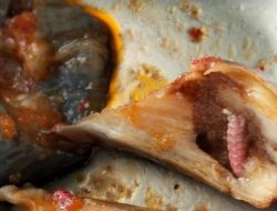 Ulat Ditemukan dalam Sayur Terong MBG di SDN 1 Jati Mulyo Lampung Selatan