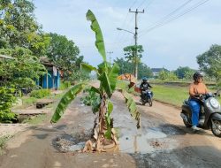 Tak Kunjung Diperbaiki,Jalan Rusak Parah di Desa Gadingan Ditanami Pohon Pisang
