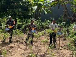 Rutan Kelas IIB Sinjai Ikuti Panen Raya Virtual Bersama Menteri Imigrasi dan Pemasyarakatan